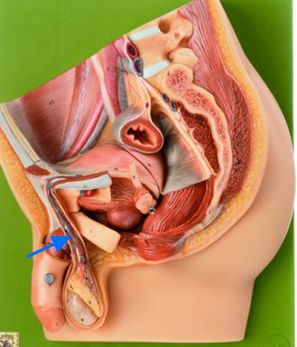 <p>ID the Group of Vessels Marked by the Blue Arrow</p>