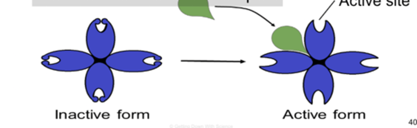 <p>binds to allosteric site and increases enzyme activity by opening it or unlocking it</p>