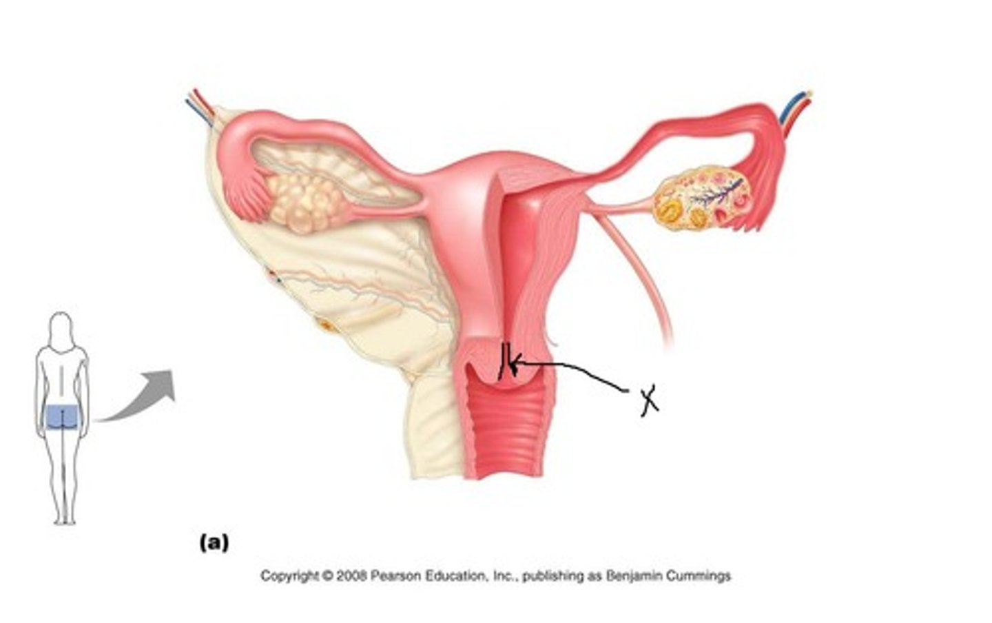 knowt flashcard image