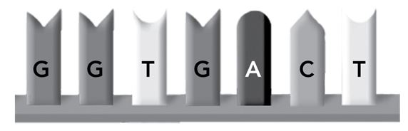 <p>The sequence of nitrogenous bases on a portion of a strand of DNA is shown in the diagram. From left to right, what is the corresponding sequence of the complementary strand?</p><p></p><p>Responses</p><ul><li><p>C C A C T G A</p><p></p></li><li><p>G G U G T A T</p><p></p></li><li><p>T  T A G A T C</p><p></p></li><li><p>G G T G A C T</p></li></ul>