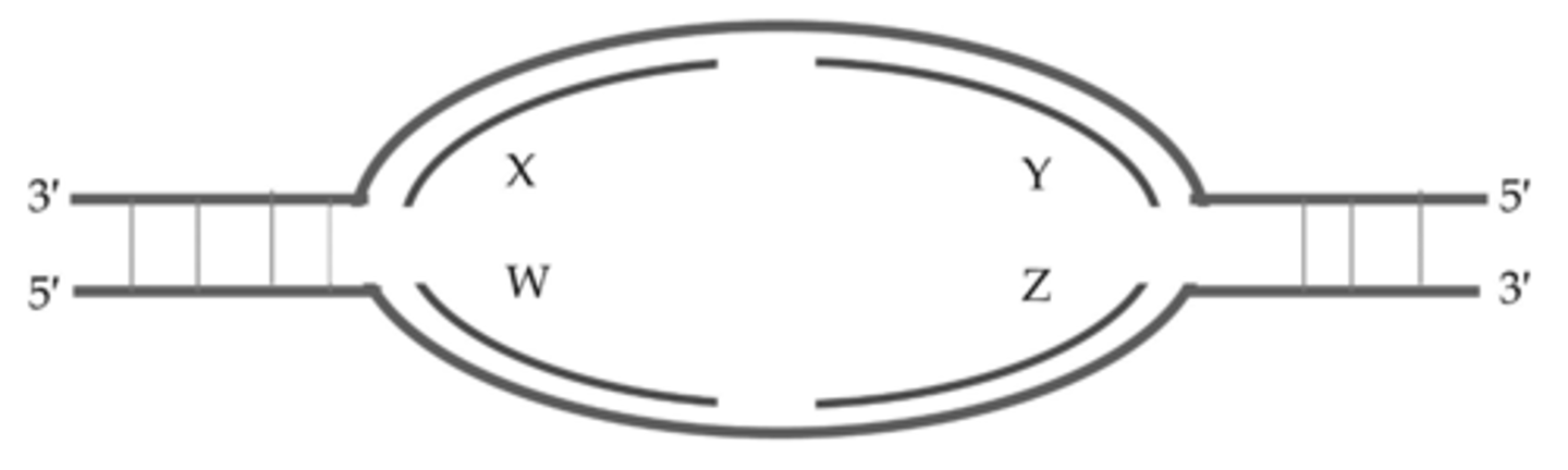 <p>W and Y are leading strands, X and Z are lagging strands.</p>