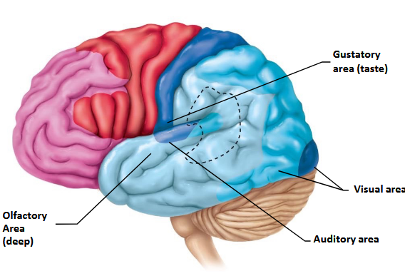 <p>Temporal lobe.</p>