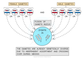 <p><u>Any sperm may randomly fertilize any egg</u>. This contributes to genetic diversity because there are <u>countless unique combinations</u> that can be made.</p>