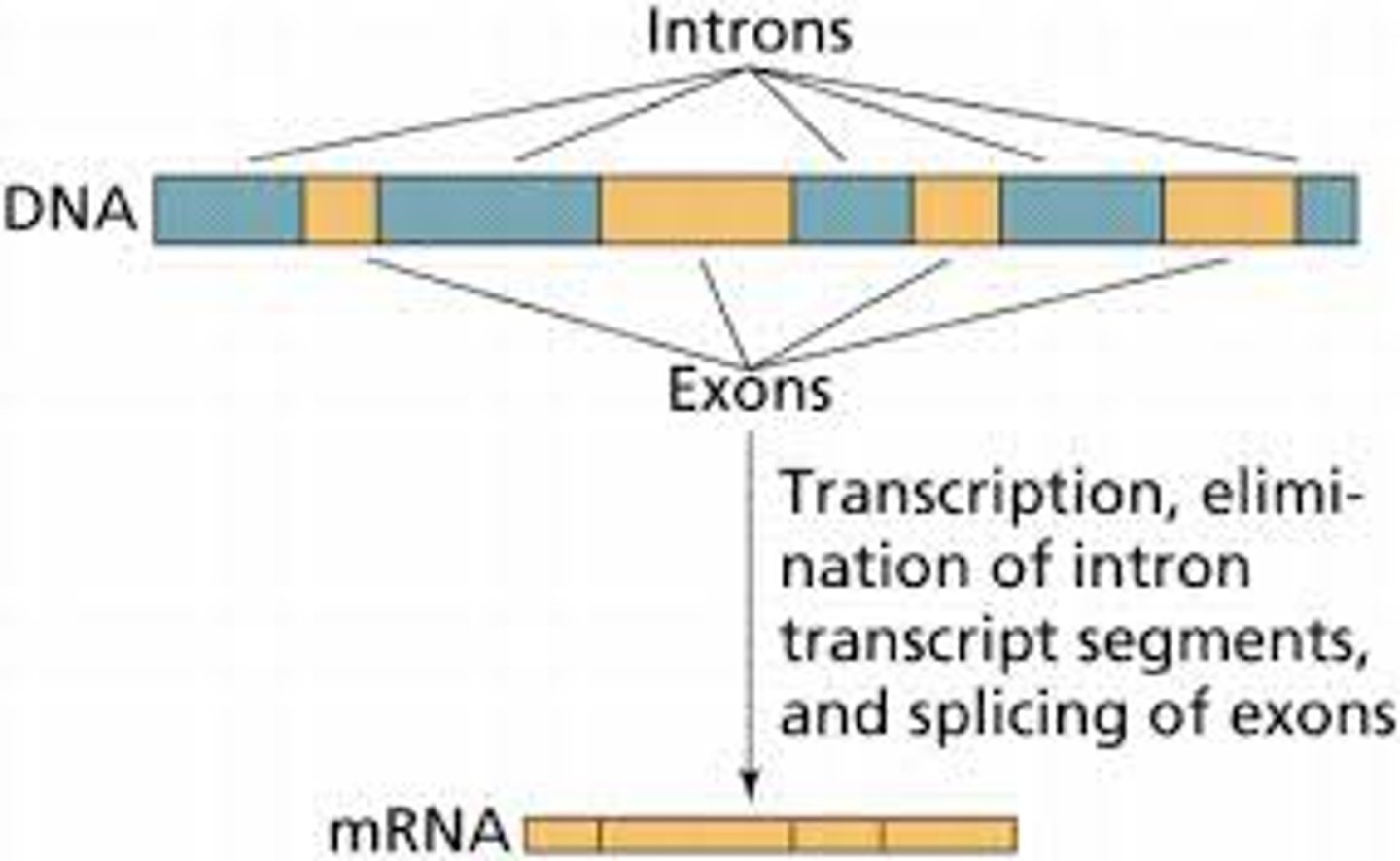<p>Exons contain the actual genetic information coding for protein. Introns are intervening noncoding segments of DNA. ("IN trons stay IN the nucleus, whereas EX ons EX it and are EX pressed")</p>