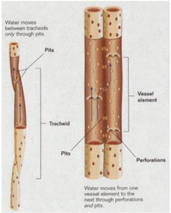 * **Transport water and dissolved minerals up** from the roots
* The mature cells are hollow tubes with strong, rigid walls and no organelles  
* They are __no longer living__ cells
* They are connected to each other to form long continuous pathways
* There are two types of xylem cells: 
  * **tracheids** (long cells with tapered end) and **vessel elements** (wider, shorter cells with less tapered ends)
  * The ends of tracheids or vessel elements overlap, forming tubes. The tubes are hollow because the cells have died. Water passes from cell to cell through holes called pits and through openings in the ends of the vessel elements. 
