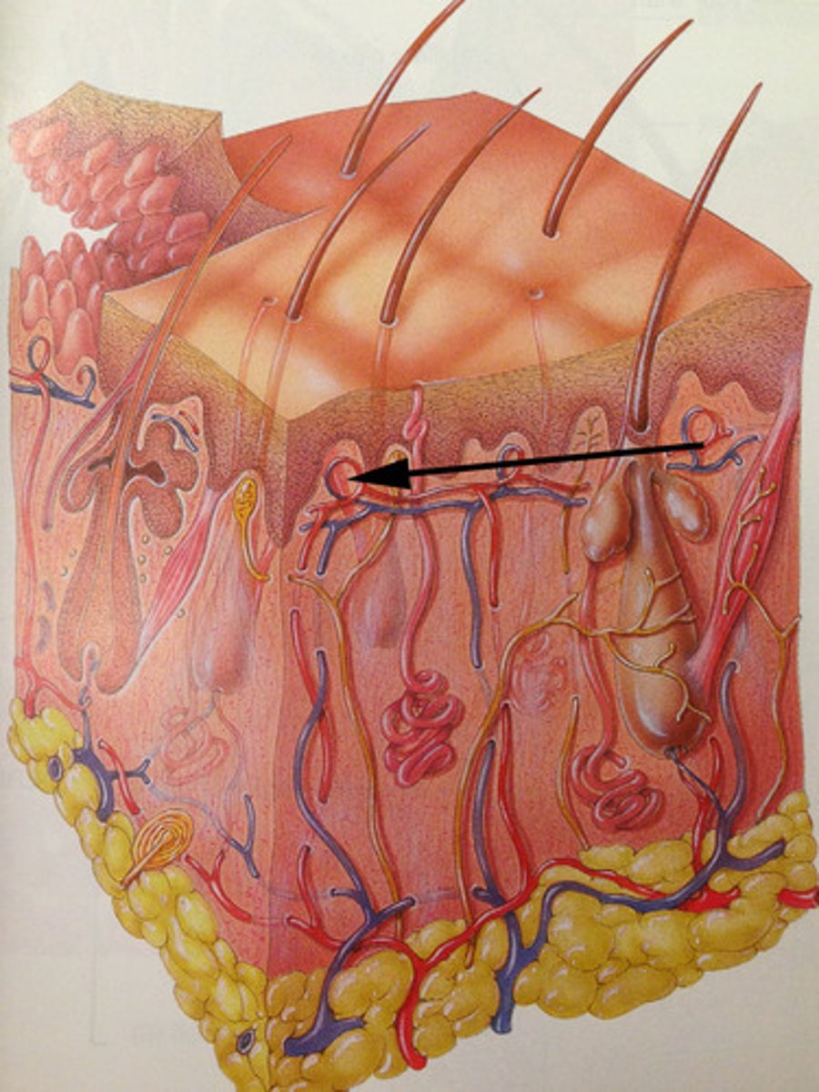 <p>Smaller blood vessels that give blood and nutrients to stratum basale</p>