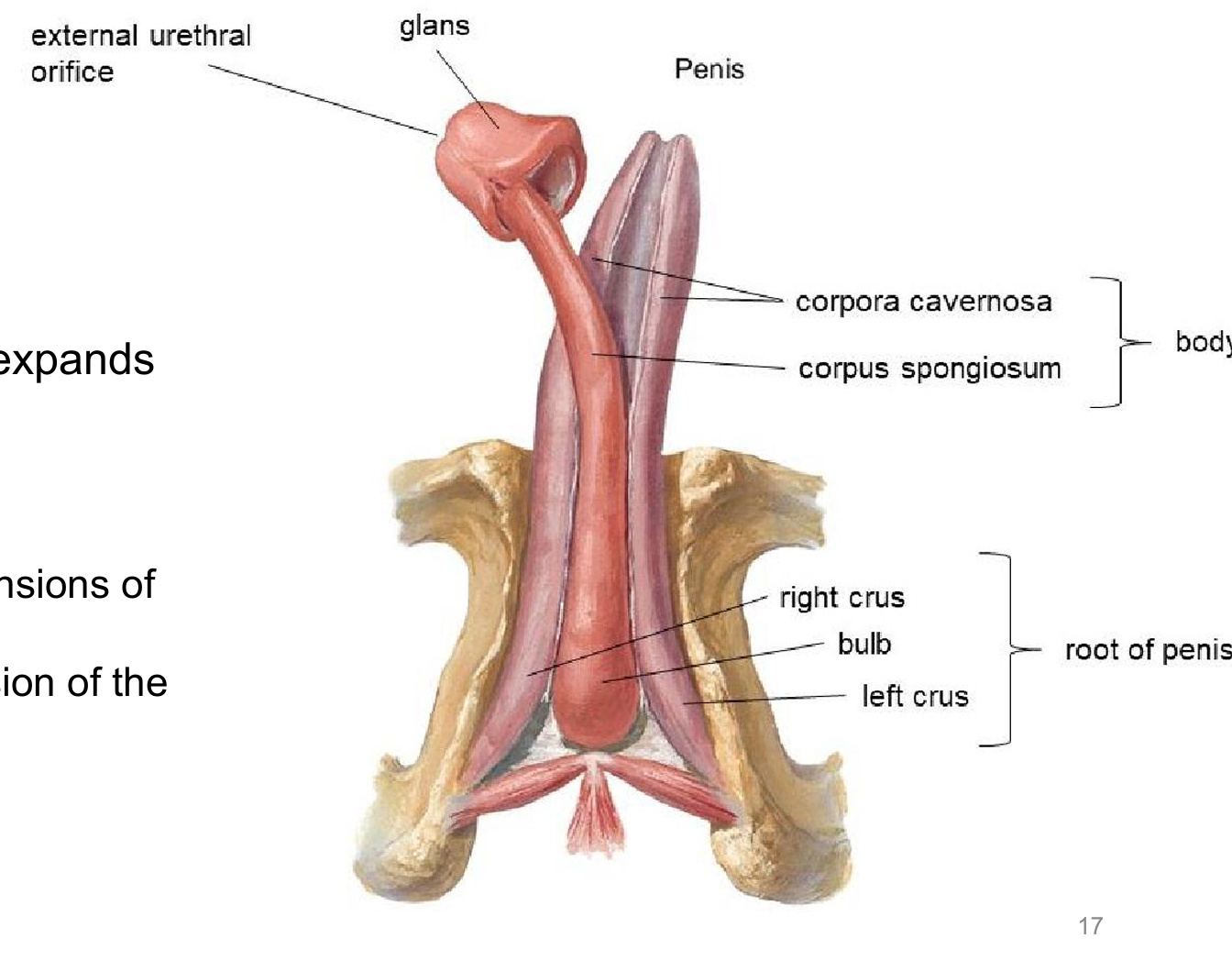 <p>> right and left crura ~<span style="color: red;"> extensions of the corpora cavernosa </span></p><p>>bulb of penis ~<span style="color: blue;"> extensions of corpus spongiosum </span></p>