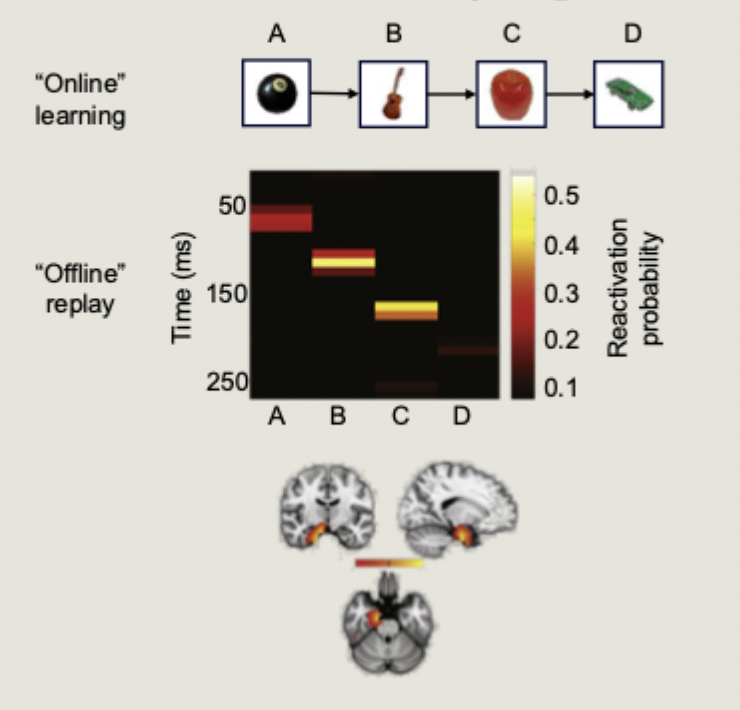 <p>During offline states like rest or sleep, the hippocampus spontaneously replays previously encoded information.</p><p>Liu et al (2019): Used MEG to show memory replay during periods of rests in humans</p>