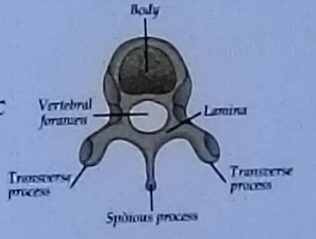 <p>Body, vertebral foramen, lamina, transverse process, spinous process</p>