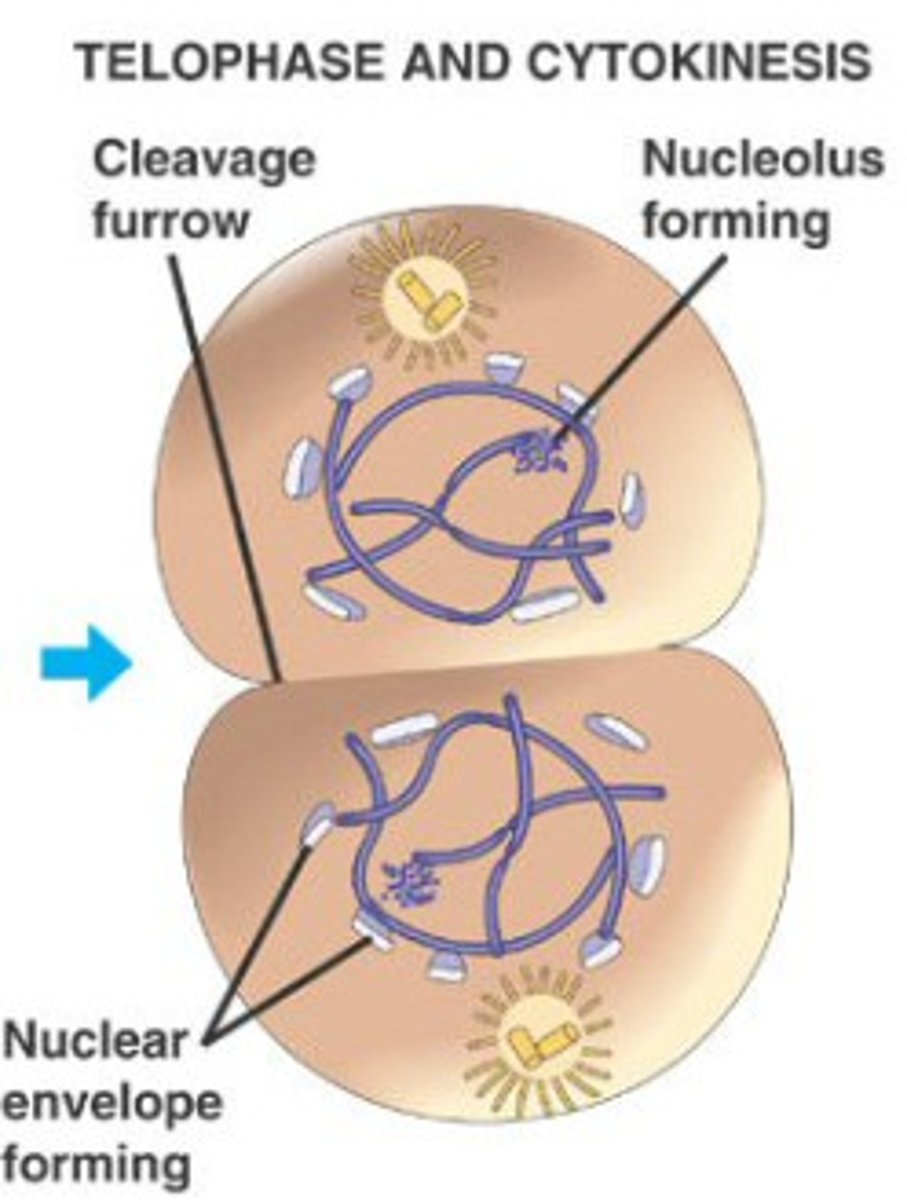 <p>4th phase; spindle fibers break down during this phase. Nuclear membranes, nucleoli, and chromatin reappear. New centrioles may appear</p>