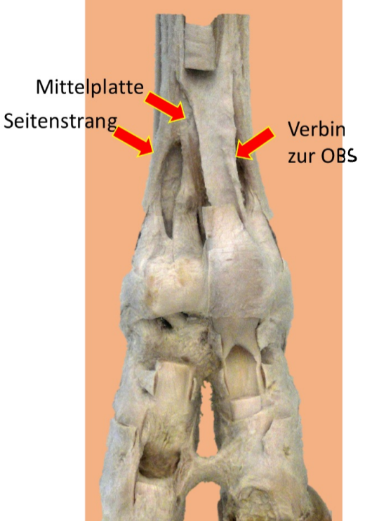 <p>Mm. Interossei Rd</p>