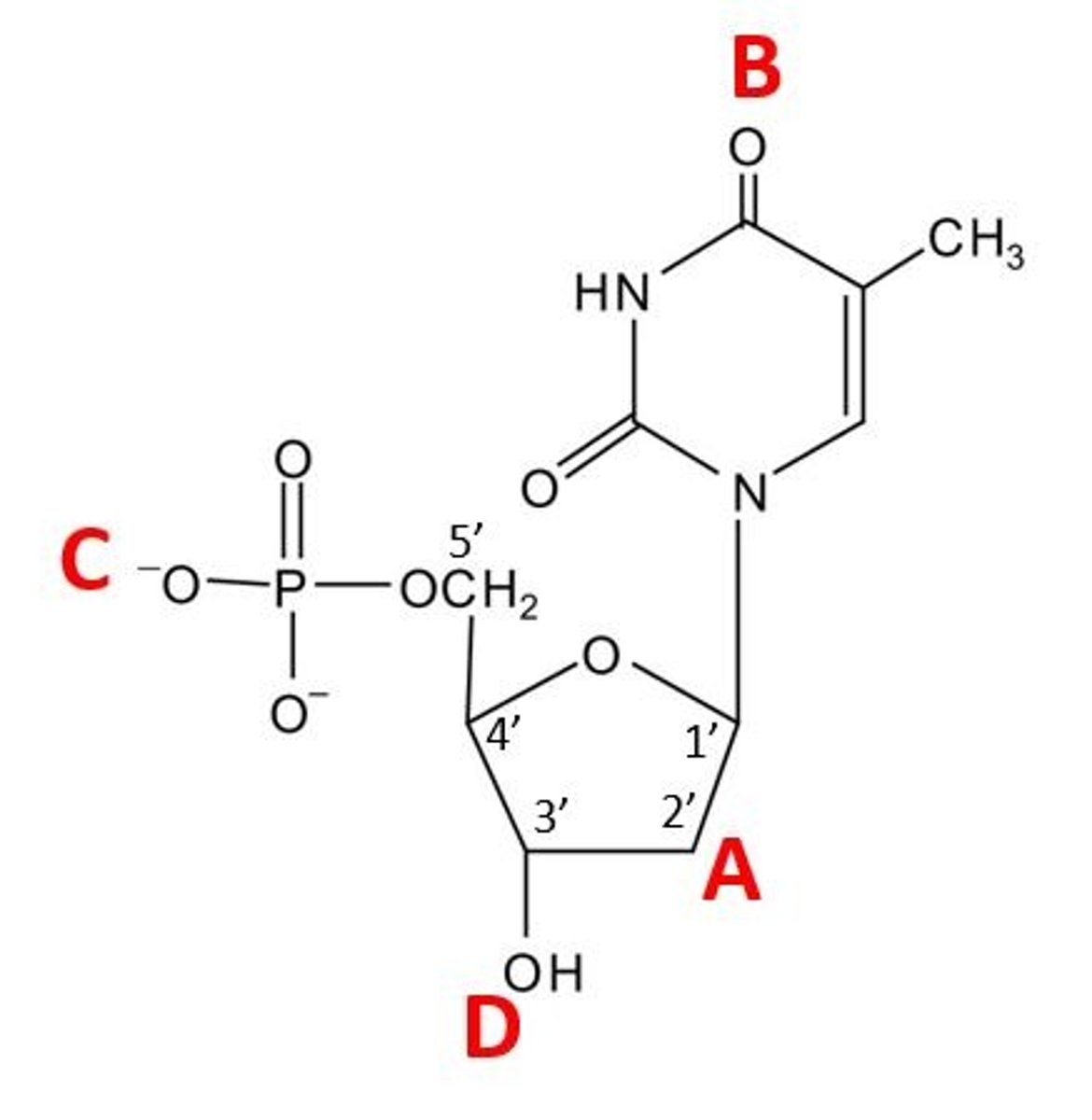 <p>f a second deoxyribonucleotide joined with this one, forming a chain of deoxyribonucleotides, at which location would the phosphate of the second deoxyribonucleotide form a bond with the deoxyribonucleotide shown here?</p>