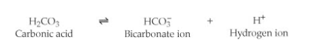 <p>39) One of the buffers that contribute to pH stability in human blood is carbonic acid (H2CO3).</p><p class="p1">Carbonic acid is a weak acid that, when placed in an aqueous solution, dissociates into a</p><p class="p1">bicarbonate ion (HCO3-) and a hydrogen ion (H+). (See figure.)</p><p class="p1">If the pH of blood drops, one would expect ________.</p><p class="p1">A) a decrease in the concentration of H2CO3 and an increase in the concentration of HCO3-</p><p class="p1">B) the concentration of bicarbonate ions (HCO3-) to increase</p><p class="p1">C) the HCO3- to act as a base and remove excess H+ by the formation of H2CO3</p><p class="p1">D) the HCO3- to act as an acid and remove excess H+ by the formation of H2CO3</p>