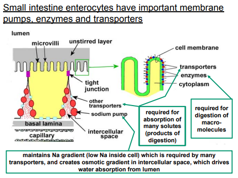 <p>The small intestine enterocytes rely on several key membrane pumps, enzymes, and transporters for nutrient absorption and digestion:</p><ul><li><p><strong>Membrane Pumps</strong>: The <mark data-color="blue" style="background-color: blue; color: inherit">sodium-potassium pump (Na+/K+-ATPase) </mark>is the most critical, maintaining a <mark data-color="blue" style="background-color: blue; color: inherit">sodium gradient across the cell membrane, which drives water and nutrient absorption.</mark></p></li><li><p><strong>Enzymes</strong>: <mark data-color="purple" style="background-color: purple; color: inherit">Brush border enzymes like </mark><strong><mark data-color="purple" style="background-color: purple; color: inherit">maltase, sucrase, lactase, and peptidases</mark></strong><mark data-color="purple" style="background-color: purple; color: inherit"> are essential for breaking down disaccharides and peptides into absorbable monosaccharides and amino acids.</mark></p></li><li><p><strong>Transporters</strong>: <mark data-color="blue" style="background-color: blue; color: inherit">Sodium-dependent glucose transporters (SGLT1) and amino acid transporters (e.g., B0AT1) are vital for absorbing glucose and amino acids, respectively, using the sodium gradient.</mark> </p></li><li><p><mark data-color="blue" style="background-color: blue; color: inherit">Additionally, fatty acid transporters (e.g., FAT/CD36) facilitate lipid uptake.</mark></p></li></ul><p></p><ul><li><p><strong>Transporters and Enzymes on Microvilli</strong>: The <strong><mark data-color="purple" style="background-color: purple; color: inherit">microvilli have a cell membrane with embedded transporters and a glycocalyx (a carbohydrate-rich coating).</mark></strong> Enzymes like <strong><mark data-color="red" style="background-color: red; color: inherit">maltase, sucrase, lactase, and peptidases are anchored in the glycocalyx, breaking down macromolecules (e.g., starches and proteins) into smaller, absorbable units</mark></strong> (e.g., glucose, amino acids). Transporters on the luminal side (e.g., SGLT1 for glucose, amino acid transporters like B0AT1) move these nutrients into the cell.</p></li><li><p><strong>Luminal and Basolateral Transporters</strong>: <strong><mark data-color="blue" style="background-color: blue; color: inherit">Transporters on the luminal (apical) side bring nutrients into the enterocyte, while basolateral transporters</mark></strong> (e.g., GLUT2 for glucose) move them out into the bloodstream or interstitial space. This directional flow ensures efficient nutrient delivery.</p></li><li><p><strong>Sodium-Potassium ATPase Pump</strong>: Located on the basolateral membrane, the Na+/K+-ATPase pump maintains a low sodium concentration inside the cell by pumping sodium out into the interstitial space. This creates a sodium gradient that drives nutrient absorption (e.g., via SGLT1) and an osmotic gradient that pulls water from the lumen into the interstitial space, aiding absorption.</p></li><li><p><strong>Water Movement</strong>: <mark data-color="blue" style="background-color: blue; color: inherit">Water is absorbed both paracellularly (between cells via tight junctions) and transcellularly (through cells via aquaporins), driven by the osmotic gradient created by sodium movement.</mark></p></li></ul><p>These components work together to ensure efficient digestion and absorption of macronutrients.</p>