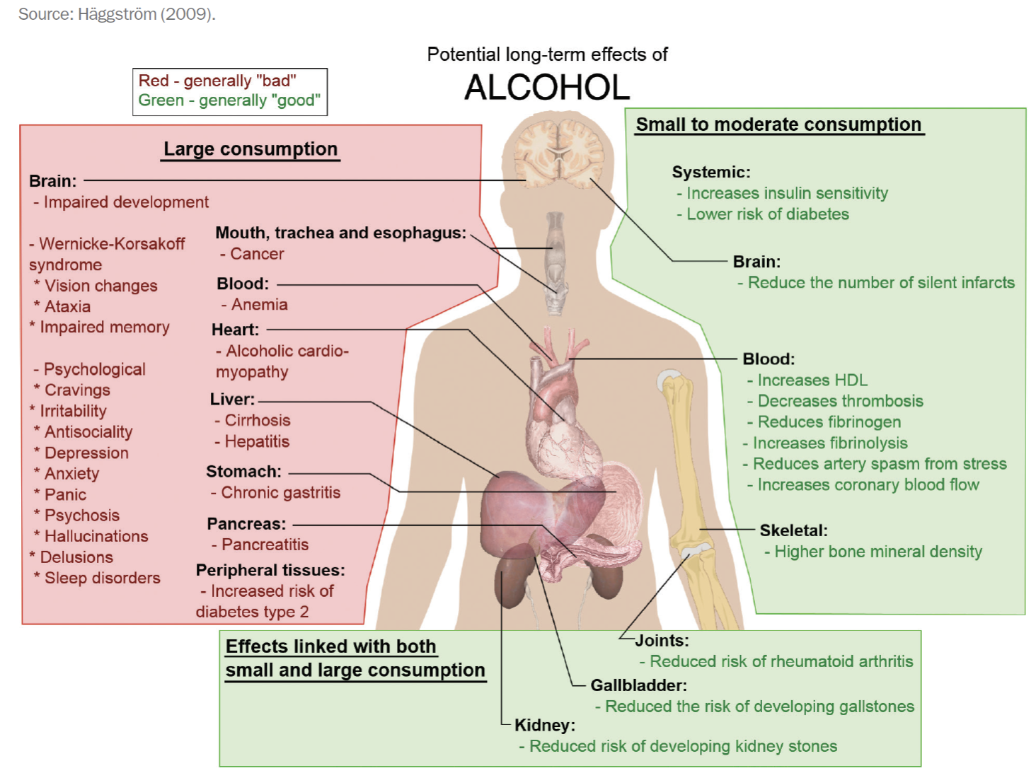 <ul><li><p>Small to moderate consumption can be beneficial, it can reduce swelling response</p><ul><li><p>Chronic inflammation is really bad. So it can reduce a lot of risk of things like arthritis or some digestive issues, blood flow issues, small amounts</p></li></ul></li></ul><p></p><ul><li><p>Larger amounts very mad</p></li><li><p>Mess up DNA transcription, physically are toxic, erode base of brain</p><ul><li><p>If they arose the mammillary bodies, they lead to Korsakov syndrome: where a person completely loses the ability to assess the memory system. They have no idea who they are, where they are, what they are doing</p></li></ul></li><li><p>Long-term drinkers have these issues</p></li><li><p>Vitamin deficiencies</p></li><li><p>With brain impairments can get all kinds of disorders like panic, hallucinations, memory loss, antisociality, depression</p></li><li><p>Liver &amp; kidneys hit </p></li><li><p>Liver cirrhosis: death of liver common sign of chronic alcoholism</p></li></ul><p></p>