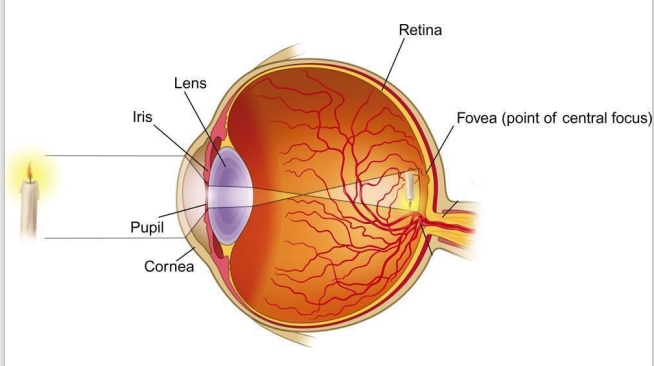<p>Parts of the eye</p>