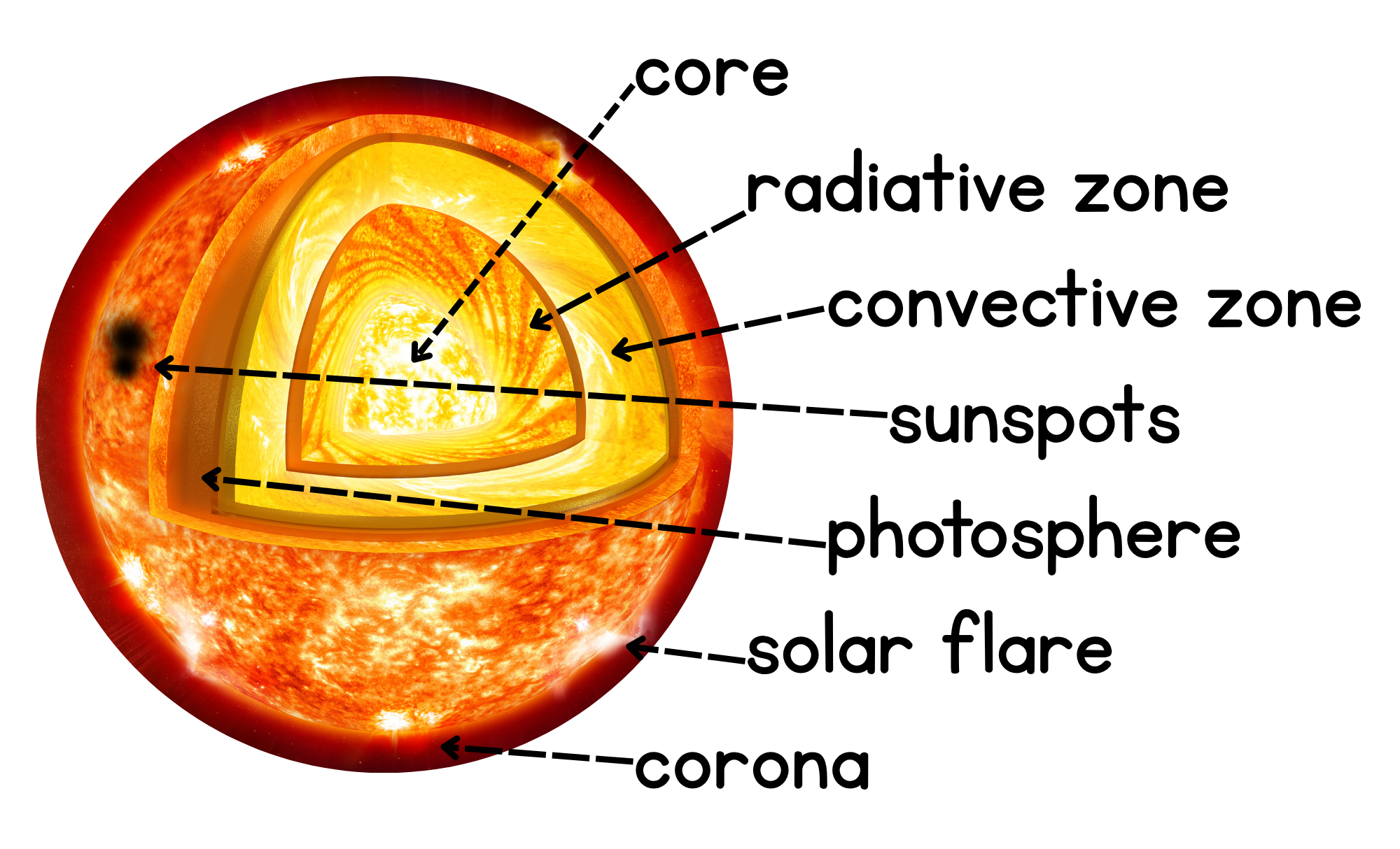 <p>core </p><p>radiative zone </p><p>convective zone </p><p>sunspots </p><p>photosphere </p><p>solar flare </p><p>corona</p>