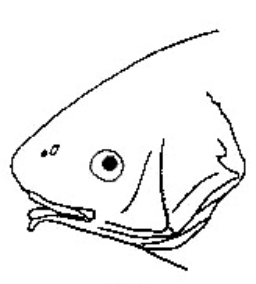 <p>sucking-shaped mouth</p>