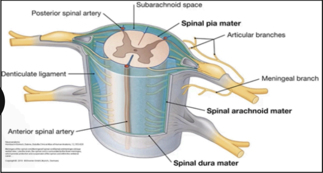<p>SPINAL ARACHNOID MEMBRANE</p>