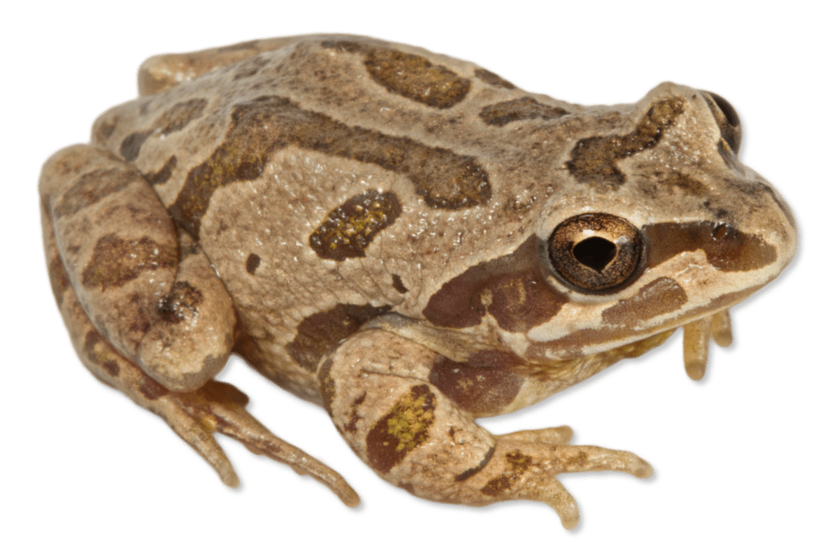 Hylidae - Pseudacris illinoensis