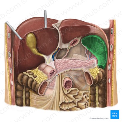 <ul><li><p>one of the most commonly injured organs in the abdomen (motor vehicle accidents, athletics, falls from heights, physical abuse)</p></li></ul><p></p>