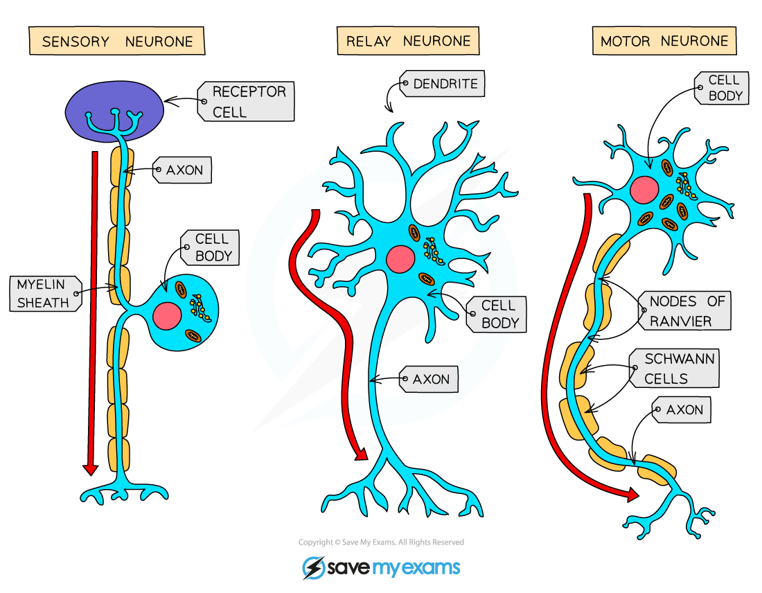 <ul><li><p>takes information from the environment (senses) towards the CNS, carry messages from PNS to CNS</p></li></ul><ul><li><p>when you touch something hot, this neuron will be activated</p></li></ul><ul><li><p>long dendrites and short axons, in PNS in clusters called ganglias</p></li></ul><p></p>