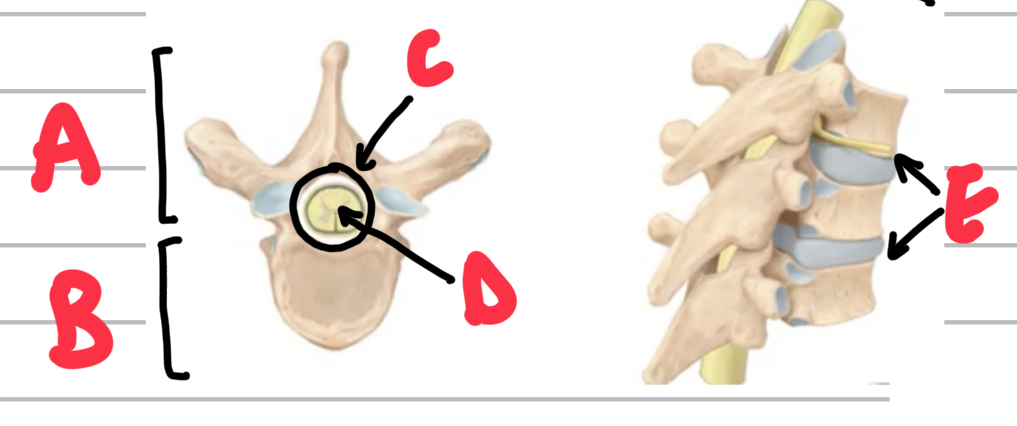 <p>Name these parts of a vertebrae </p>