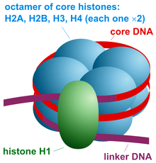 <p>H2A, H2B, H3, H4, and H1 (H1 is the linker histone).</p><p>-core has 2 of each</p>