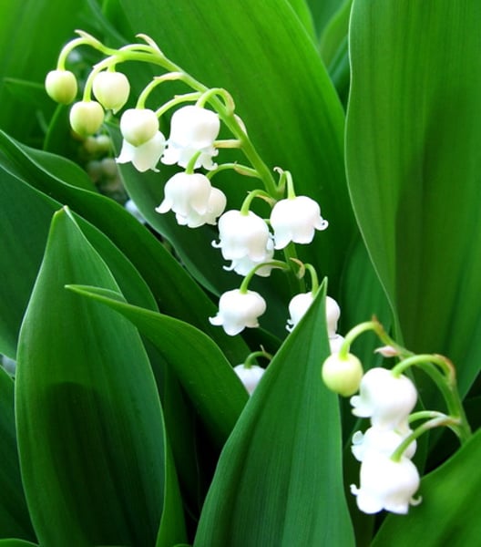 <p>Lily of the valley</p>