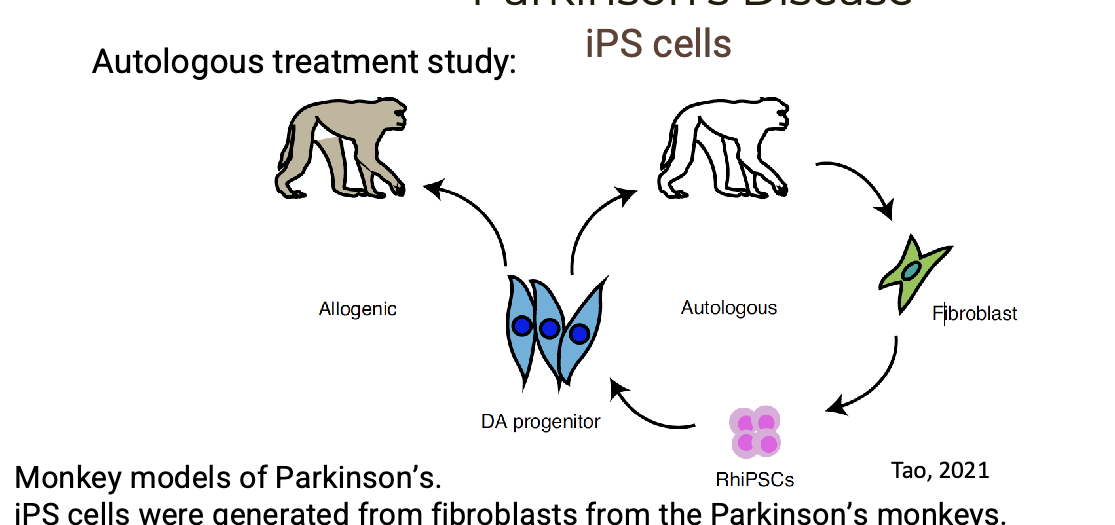 <ul><li><p>iPS cells were generated from fibroblasts from the PD monkeys → cells were differentiated into DA neurons</p></li><li><p>neurons were transplanted ack into the monkeys (autologous) or into other monkeys (allogenic)</p></li><li><p>autologous recipient showed improved movement and decreased signs of depression</p><p></p></li></ul><p></p>