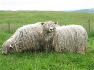 <p>Most valuable long wool sheep, these sheep wear blankets a lot of the time and are not predominant in the usa</p>