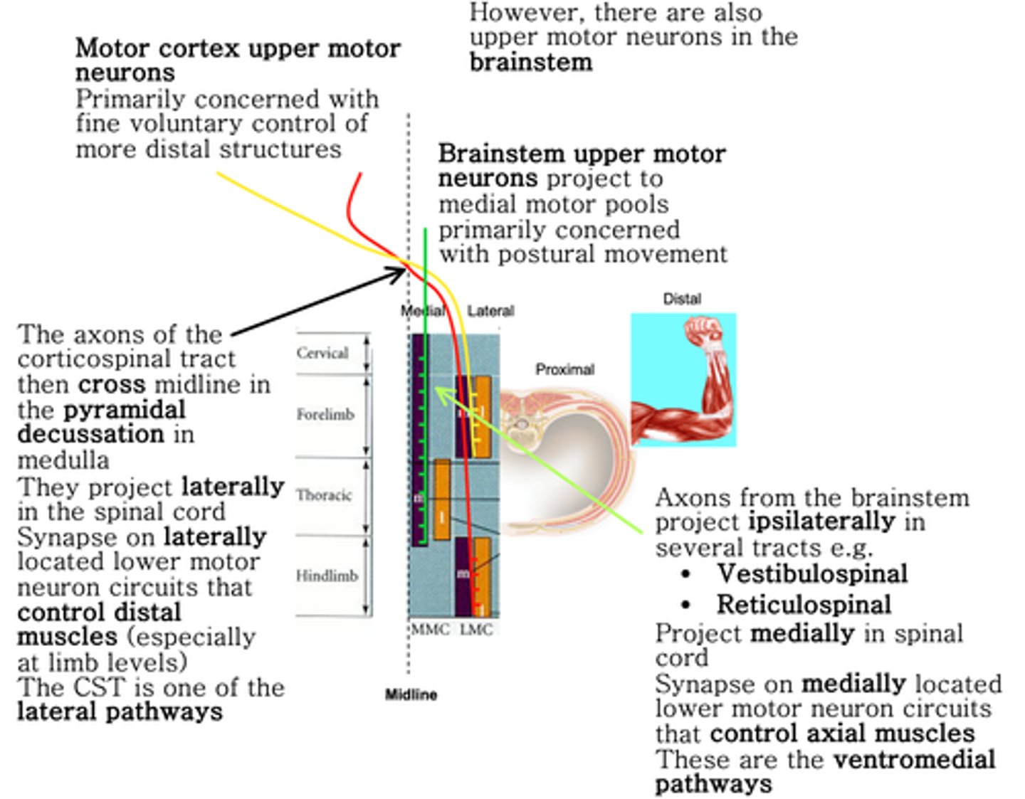 <p>Different sets of upper motor neurons control different functions</p>