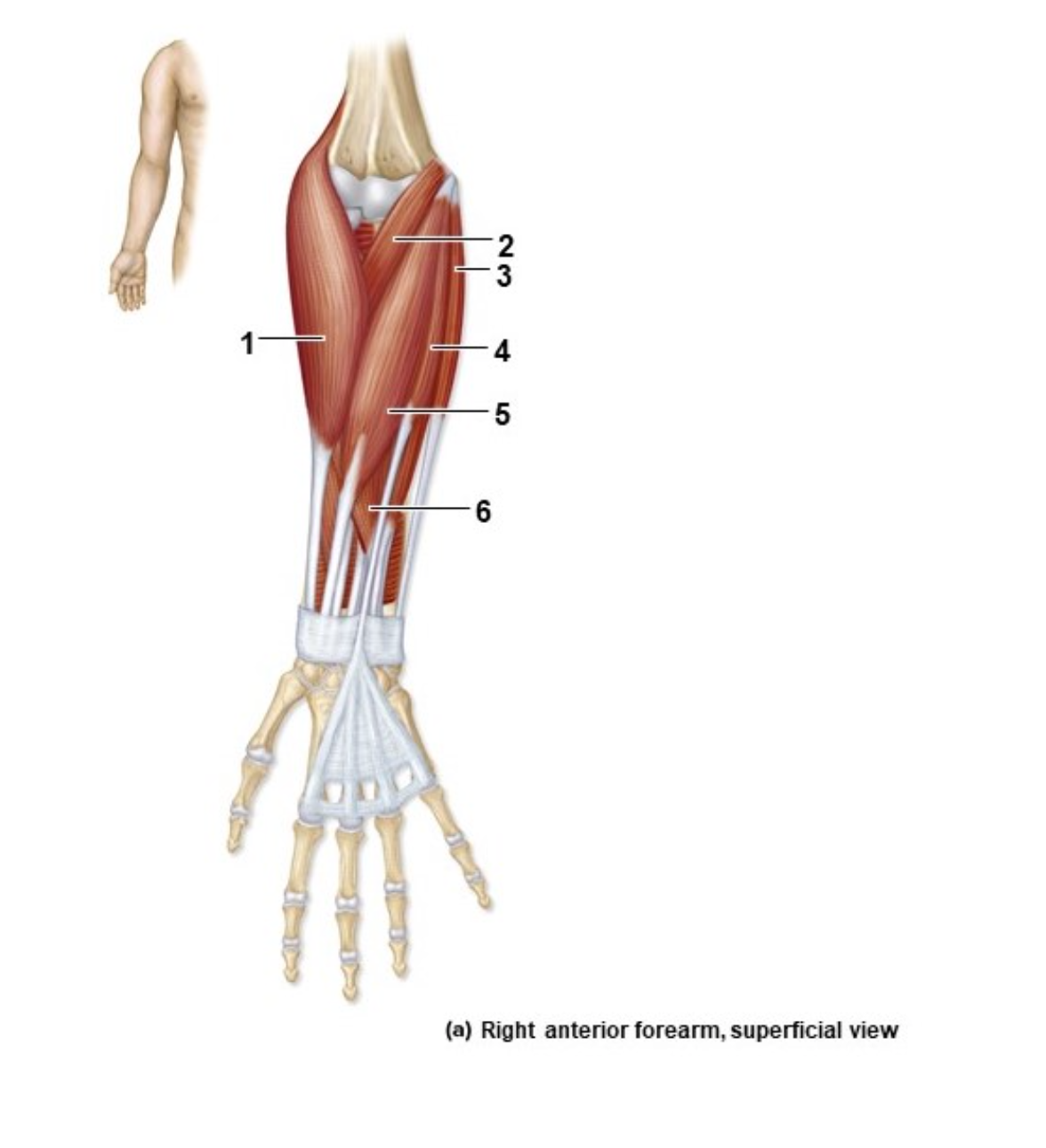 <p>What muscle is #1?</p>