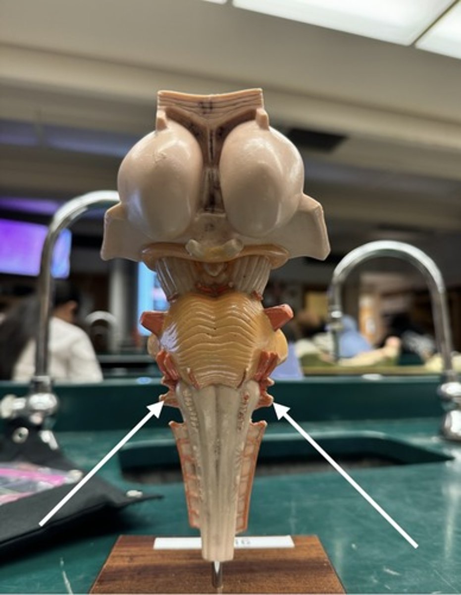 <p>identify arrow</p>