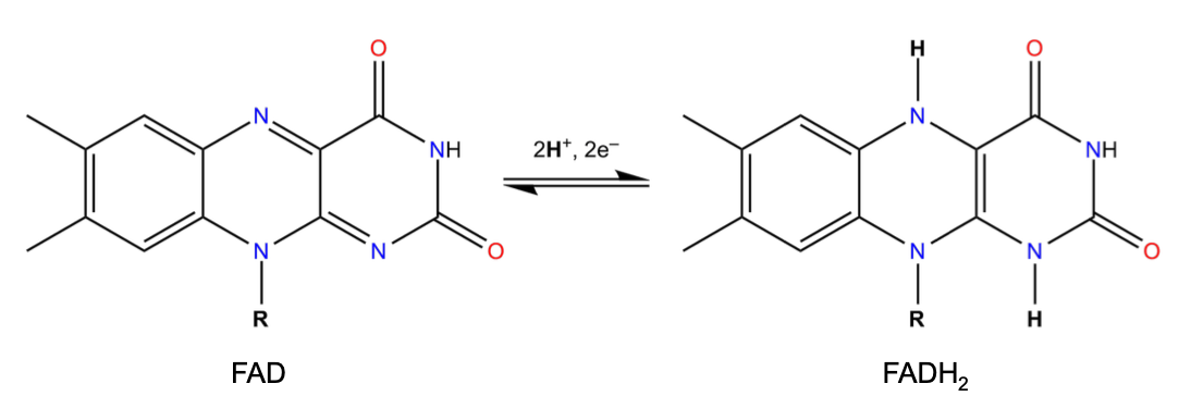 <p>flaven adenine dinucleotide (FAD)</p>