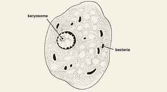 <p><em>Entamoeba coli</em> troph</p>