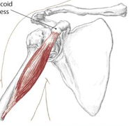<p>what muscle is this </p>