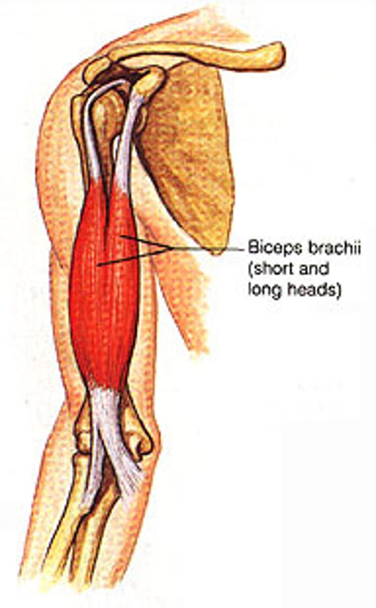 <p>muscle and function  (long)</p>
