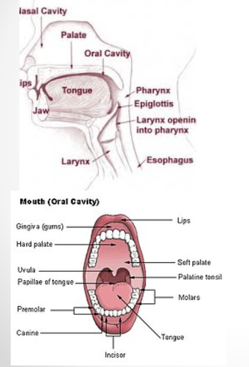 <ul><li><p>most significant</p></li><li><p>undergoes the <u>most change</u>&nbsp;</p></li><li><p>shape  altered by movement of <u>tongue or mandible</u>&nbsp;</p></li><li><p>extends from lips → faucial pillars at the back of the oral cavity&nbsp;</p></li></ul><p></p>