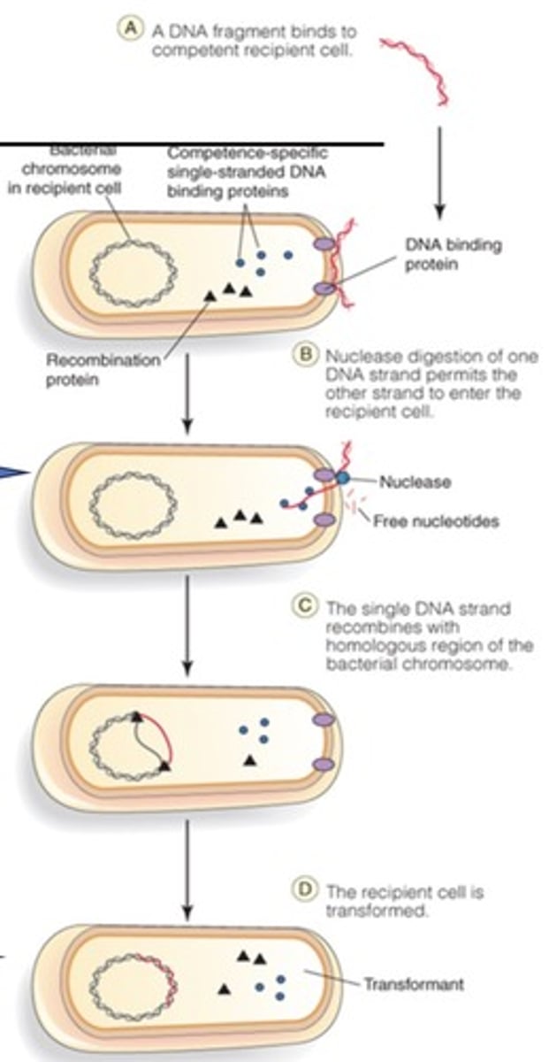 <p>Transformation</p>