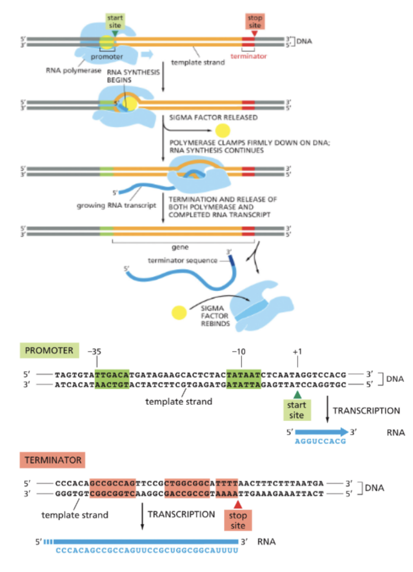 <ul><li><p>RNA POLYMERASE (RNAP) SCANS DNA AND BINDS TIGHTLY TO PROMOTORS</p></li><li><p>PROMOTOR RECOGNITION AND BINDING REQUIRES A SIGMA FACTOR</p></li><li><p>TRANSCRIPTION INITIATES AT THE START SITE (+1)</p></li><li><p>RNAP TRANSITIONS TO ELONGATION WITH RELEASE OF SIGMA FACTOR</p></li><li><p>ELONGATION CONTINUES UNTIL RNAP ENCOUNTERS A TERMINATION SIGNAL</p></li><li><p>RNAP RELEASES BOTH THE DNA TEMPLATE AND THE RNA TRANSCRIPT</p></li><li><p>FREE RNAP ASSOCIATES WITH A FREE SIGMA FACTOR TO BEGIN AGAIN </p></li><li><p>ALTHOUGH THE PROMOTER SEQUENCE IS NOT TRANSCRIBED INTO RNA, THE TERMINATION SEQUENCE IS PART OF THE RNA TRANSCRIPT</p></li></ul><p></p>