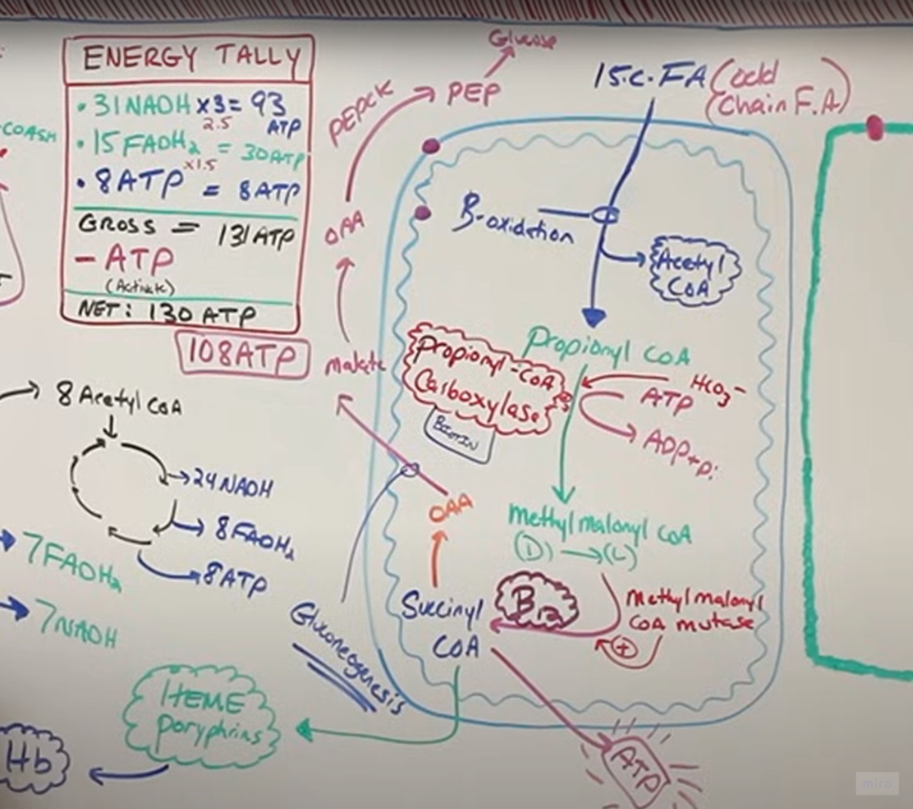 <p>blir delt inn i Acetyl CoA og Propionyl CoA</p><p></p><p>Propionyl CoA karboksylase omdanner Propionyl Coa til metyl malonyl CoA</p><ul><li><p>enzymet er avhengig av biotin vitaminet</p></li><li><p>krever energi, derfor ATP-> ADP+Pi</p></li><li><p>leggere til CO2 (i form av HCO3-)</p></li></ul><p></p><p>metyl malenoyl CoA mutase omdanner metyl malonyl CoA til succinyl CoA (et epesifikt steg i SSS)</p><ul><li><p>den reaksjonen er avhengig av B12</p></li><li><p>videre blir succinyl CoA omdannet til oksaloacetat -> MAlat-> OAA-> via PEPCK til PEP-> glukose</p></li><li><p>succinyl CoA kan også fortsette i SSS, og dermed danne mer ATP</p></li><li><p>succinyl kan eventuelt gå til Heme poryphrins (forsteg til Hb hemoglobin)</p></li></ul><p></p>