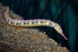 <p>Syngnathiformes</p>