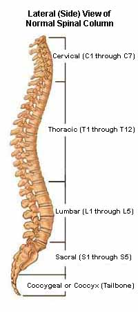 <p>spinal cord is shorter than spine. in a spinal tap, the needle goes only where nerves are (sacral &amp; lumbar region), and these move away from the needle.</p>