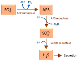<p>Microorganisms that use sulfate as the final electron acceptor in anaerobic respiration.</p>