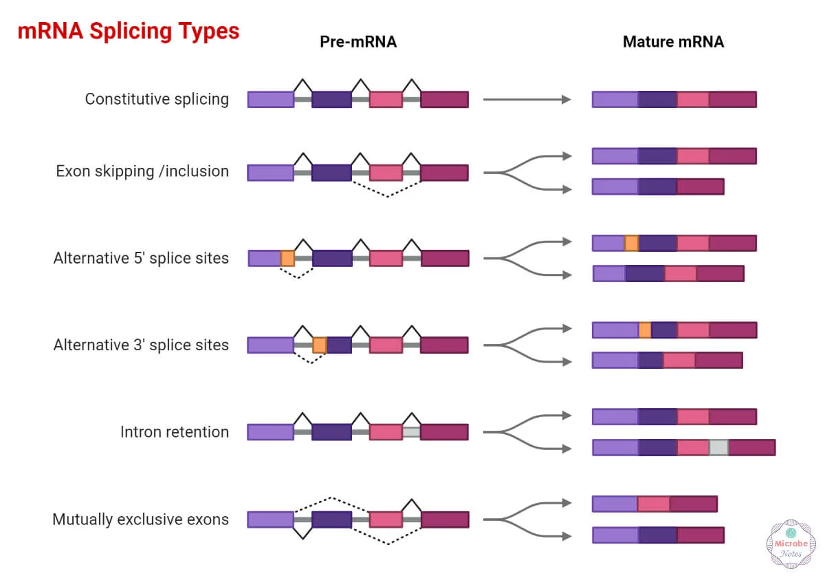 <p>Introns (non-coding RNA sequences) are removed from pre-mRNA using <strong>three different splicing mechanisms</strong>, or <strong>classes</strong>.</p><p class=""><strong>1. Spliceosome-Mediated Splicing:</strong></p><ul><li><p class="">Used by the <strong>majority of eukaryotic genes</strong></p></li><li><p class="">Involves a large complex called the <strong>spliceosome</strong> (made of proteins + snRNAs)</p></li><li><p class=""><strong>Most common</strong> splicing mechanism</p></li></ul><p class=""><strong>2. Group II Intron Self-Splicing:</strong></p><ul><li><p class="">Introns <strong>fold into a specific shape</strong> that allows them to <strong>splice themselves out</strong></p></li><li><p class="">Found in <strong>some eukaryotic organelle genes</strong> (like mitochondria/chloroplasts) and <strong>some prokaryotes</strong></p></li><li><p class=""><strong>Rare</strong></p></li></ul><p class=""><strong>3. Group I Intron Self-Splicing:</strong></p><ul><li><p class="">Also <strong>self-splicing</strong>, but uses a <strong>free guanine</strong> as a helper (a "tool")</p></li><li><p class="">Found in <strong>nuclear rRNA genes</strong> and some <strong>prokaryotic genes</strong></p></li><li><p class="">Also <strong>rare</strong></p></li></ul><p></p>