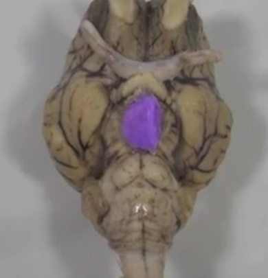 <p>Pituitary gland </p>