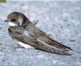 <p><span><span>Riparia riparia </span></span></p>