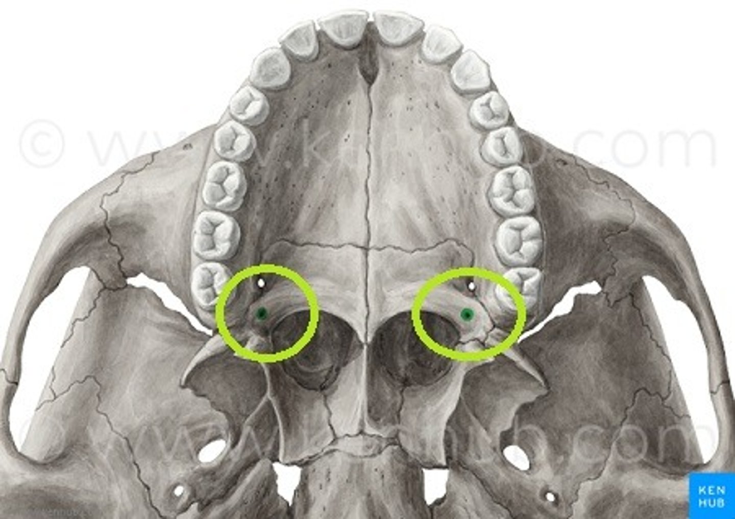 <p>what passes through this structure?</p>