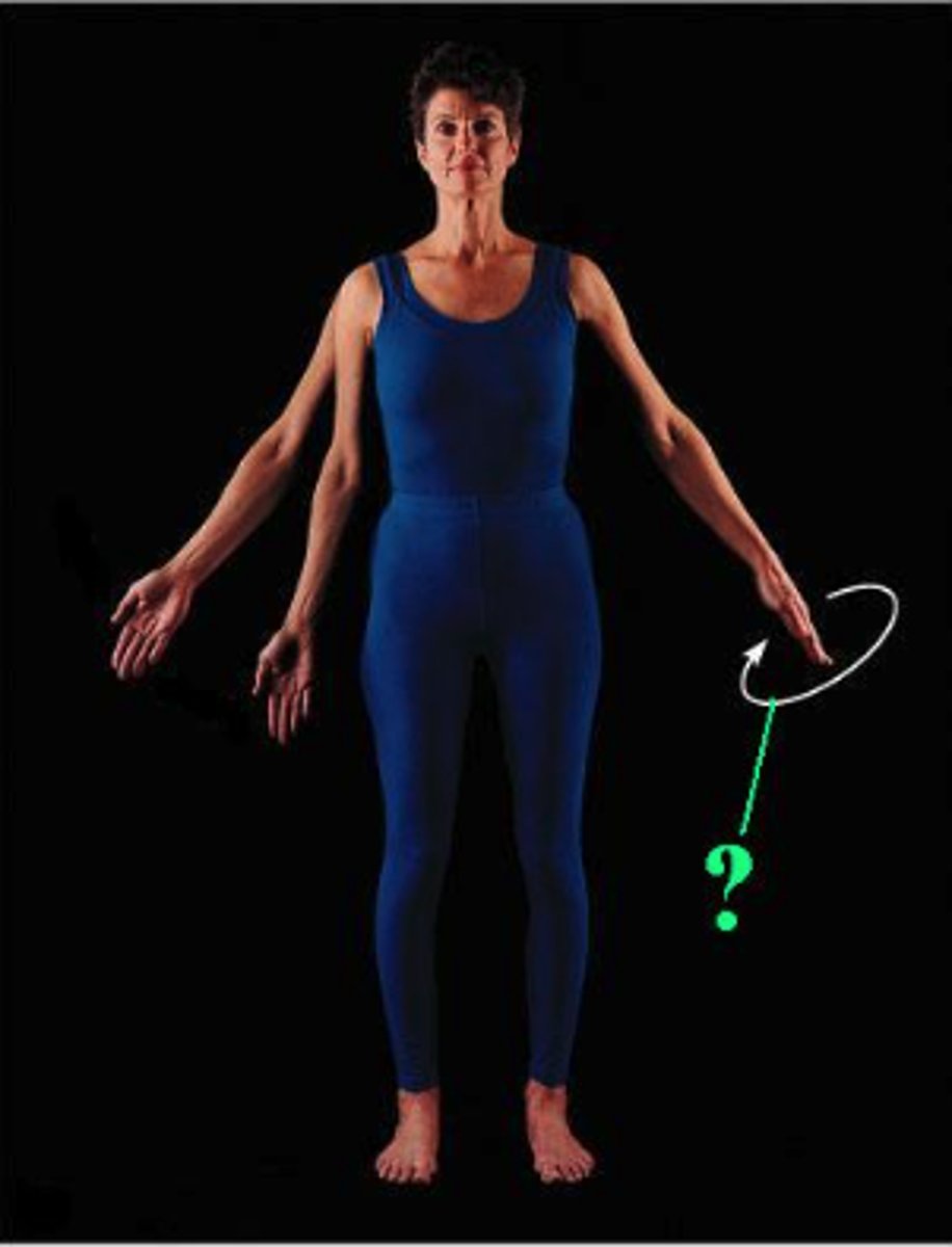 <p>circumduction</p>